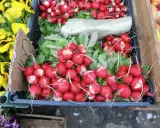 Świeże rzodkiewki w skrzynce, obok żółtych bratków. Zastanawiasz się, czy można mrozić rzodkiewkę? Te piękne warzywa wyglądają apetycznie.