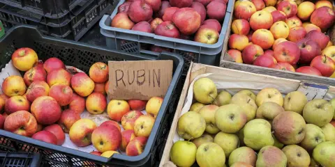Jabłka Rubin i inne odmiany, idealne na szarlotkę, czekają w skrzynkach.