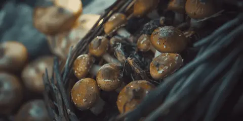 Koszyk pełen świeżych maślaków. Zastanawiasz się, czy maślaki można mrozić? Tak, można je mrozić po wcześniejszym podsmażeniu lub ugotowaniu.