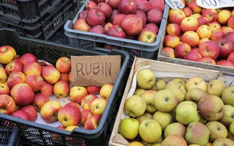 Jabłka Rubin i inne odmiany, idealne na szarlotkę, czekają w skrzynkach.