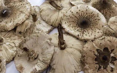 Kanie gotowe do mrożenia. Pokazane kapelusze i trzonki grzybów, niektóre odwrócone, ukazujące blaszki.