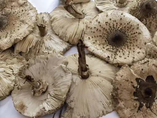 Kanie gotowe do mrożenia. Pokazane kapelusze i trzonki grzybów, niektóre odwrócone, ukazujące blaszki.