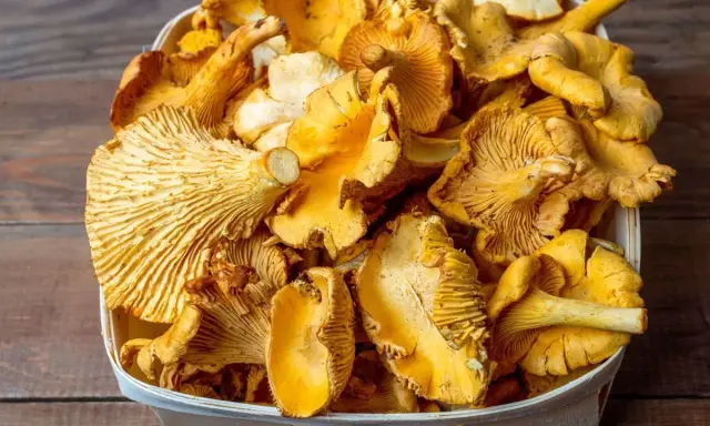 Koszyk pełen świeżych, żółtych kurek, gotowych do mrożenia. Idealne na zimowe zapasy, jak mrozimy grzyby kurki.