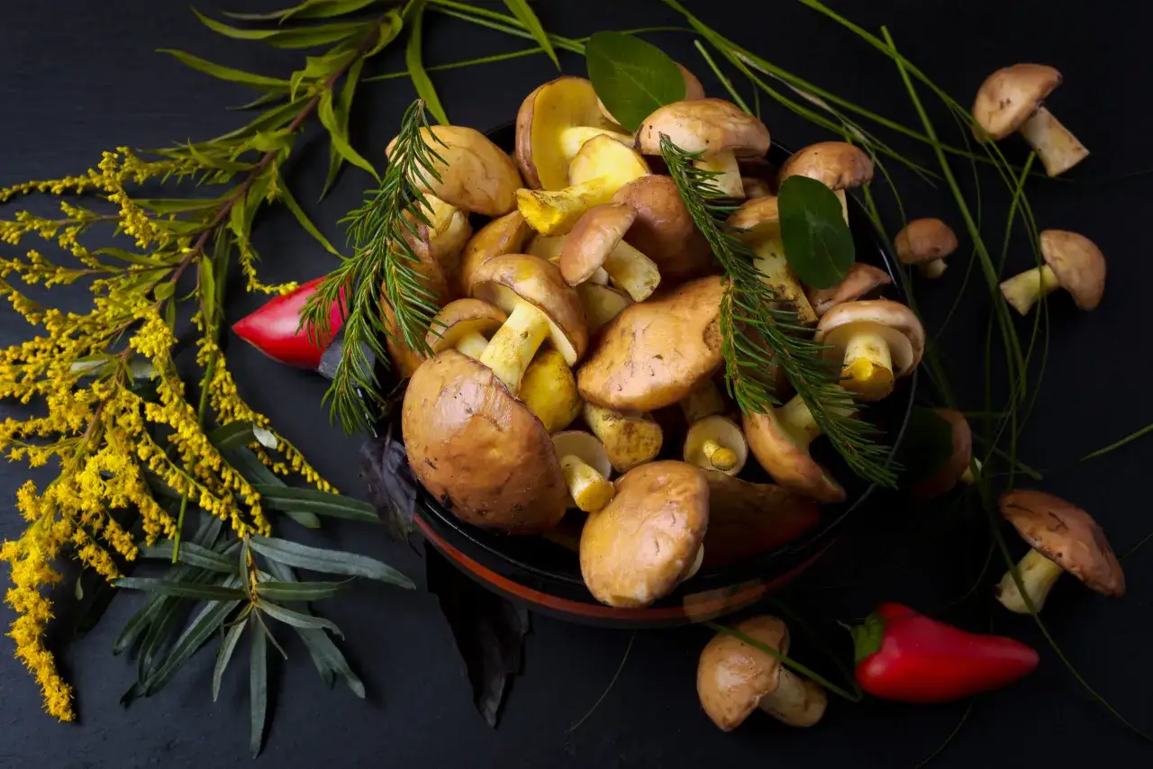 Koszyk pełen świeżych maślaków, ozdobiony gałązkami iglaków i papryczkami chili. Pytanie brzmi: czy maślaki można mrozić?
