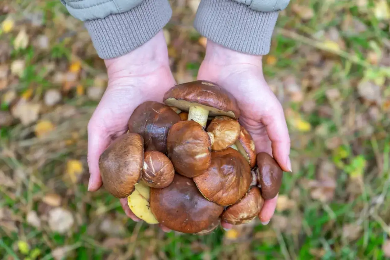 Garść świeżych maślaków, idealnych do mrożenia. Zbieraj je jesienią, by cieszyć się smakiem przez cały rok.